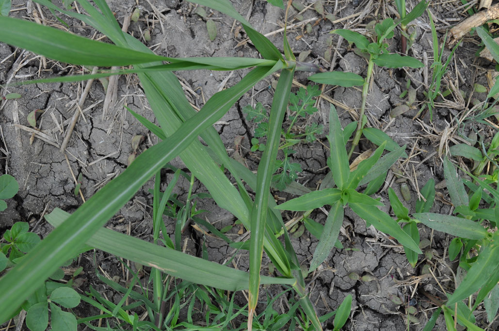 Parthenium hysterophorus